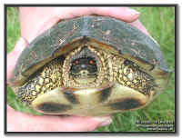 tortue Rhinoclemmys punctularia