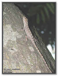 Anolis ortonii