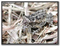 jeune bufo Marinus