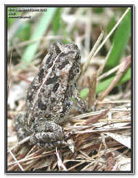 Bufo marinus