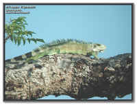 Iguana iguana