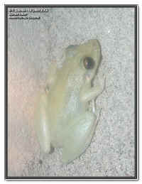 Scinax ruber