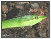 Oxybelis