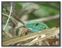 Cnemidophorus lemniscatus