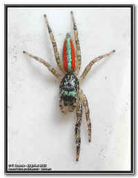Salticidae