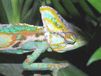 Cameleon calyptratus