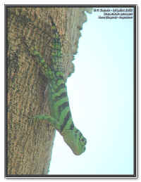 Uracentron azureum