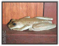Osteocephalus