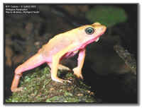 Atelopus