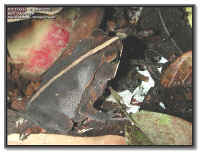 Bufo margaritifer