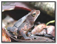 Bufo margaritifer