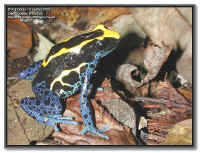 Dendrobates tinctorius