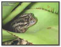 Scinax ruber