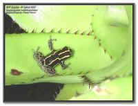 Dendrobates ventrimaculus