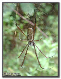 nephila