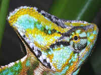 Cameleon calyptratus