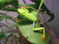 Agalychnis callydrias m�le