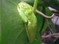 agalychnis endormie
