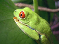 Agalychnis