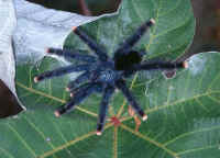 Avicularia velutina