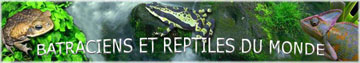 BATRACIENS ET REPTILES DU MONDE