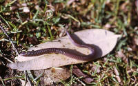 Blanus cinereus