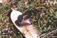 Blanus cinereus