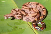 Boa c. constrictor
