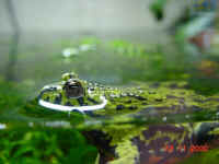 Crapaud Bombina orientalis