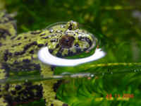 Crapaud Bombina orientalis