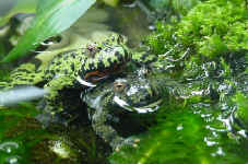 Crapaud Bombina orientalis