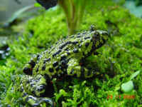 Crapaud Bombina orientalis