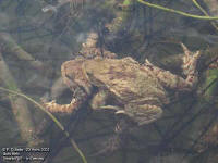 couple de Bufo bufo et cordon d'oeufs