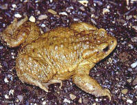 Bufo bufo m�le
