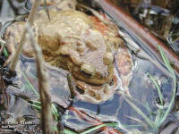 couple de Bufo bufo