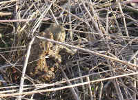 Anoure Bufo Bufo