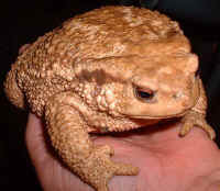 grande femelle de crapaud commun