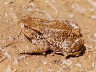 Crapaud Bufo bufo