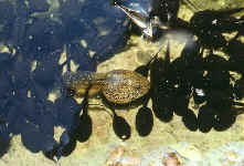 Bufo bufo tetards