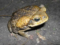 Bufo marinus