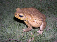 Bufo marinus