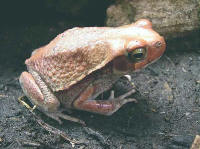 Bufo carens femelle