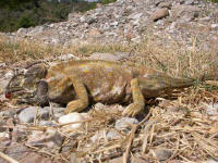 cam�l�on commun mort