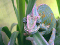 calyptratus (femelle)
