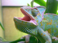 calyptratus (d�tail)