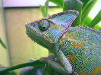 calyptratus