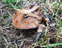 Ceratophrys