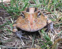 Ceratophrys