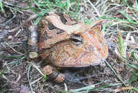 Ceratophrys