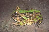 Ceratophrys aurita